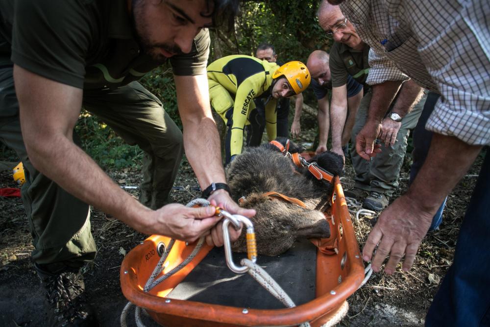 La FOA participó en el operativo de rescate de la osa que apareció herida en septiembre en Proaza